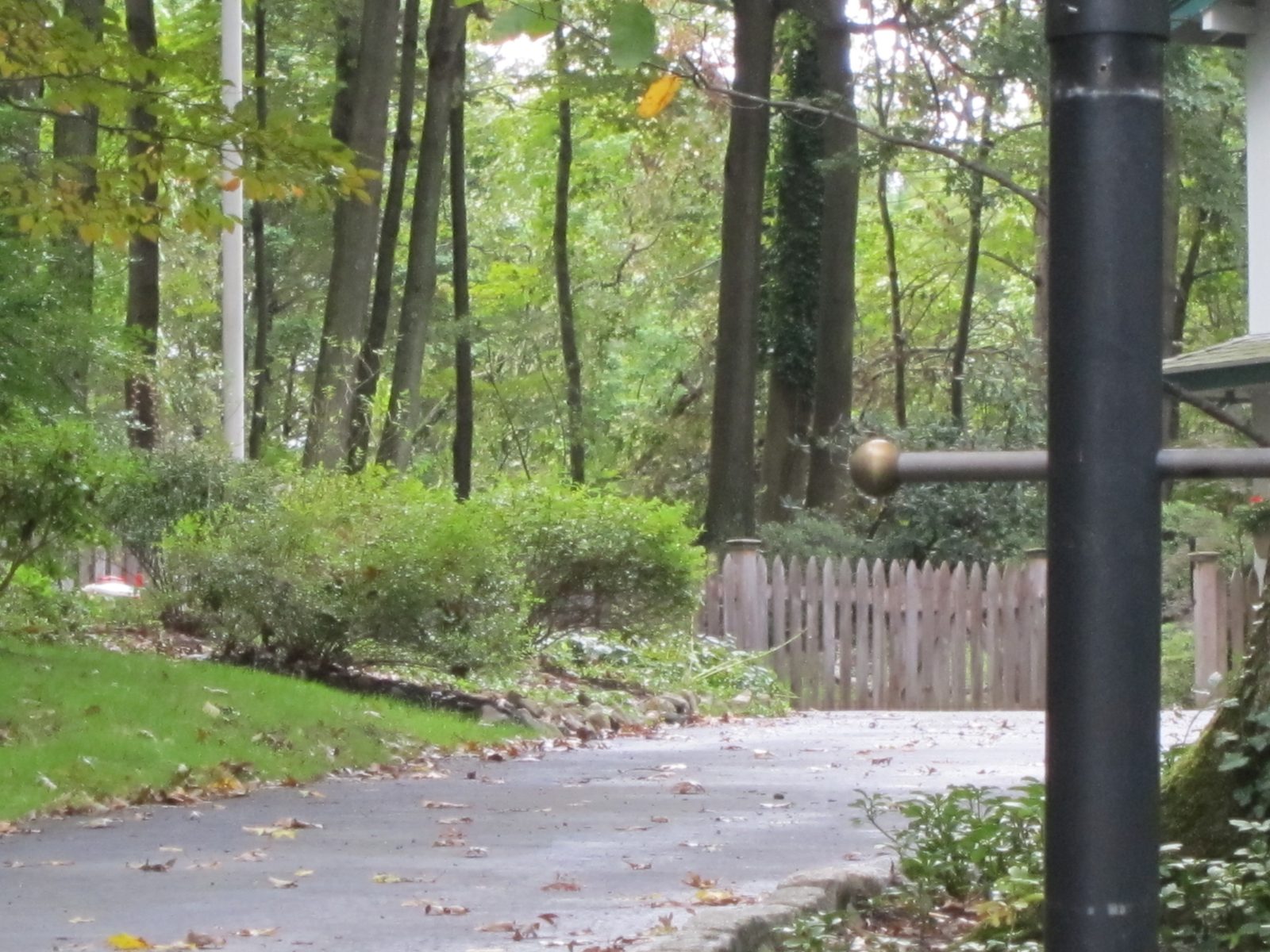 Strange zooming ... the black post is of the light at the bottom of the driveway.  I think. ...